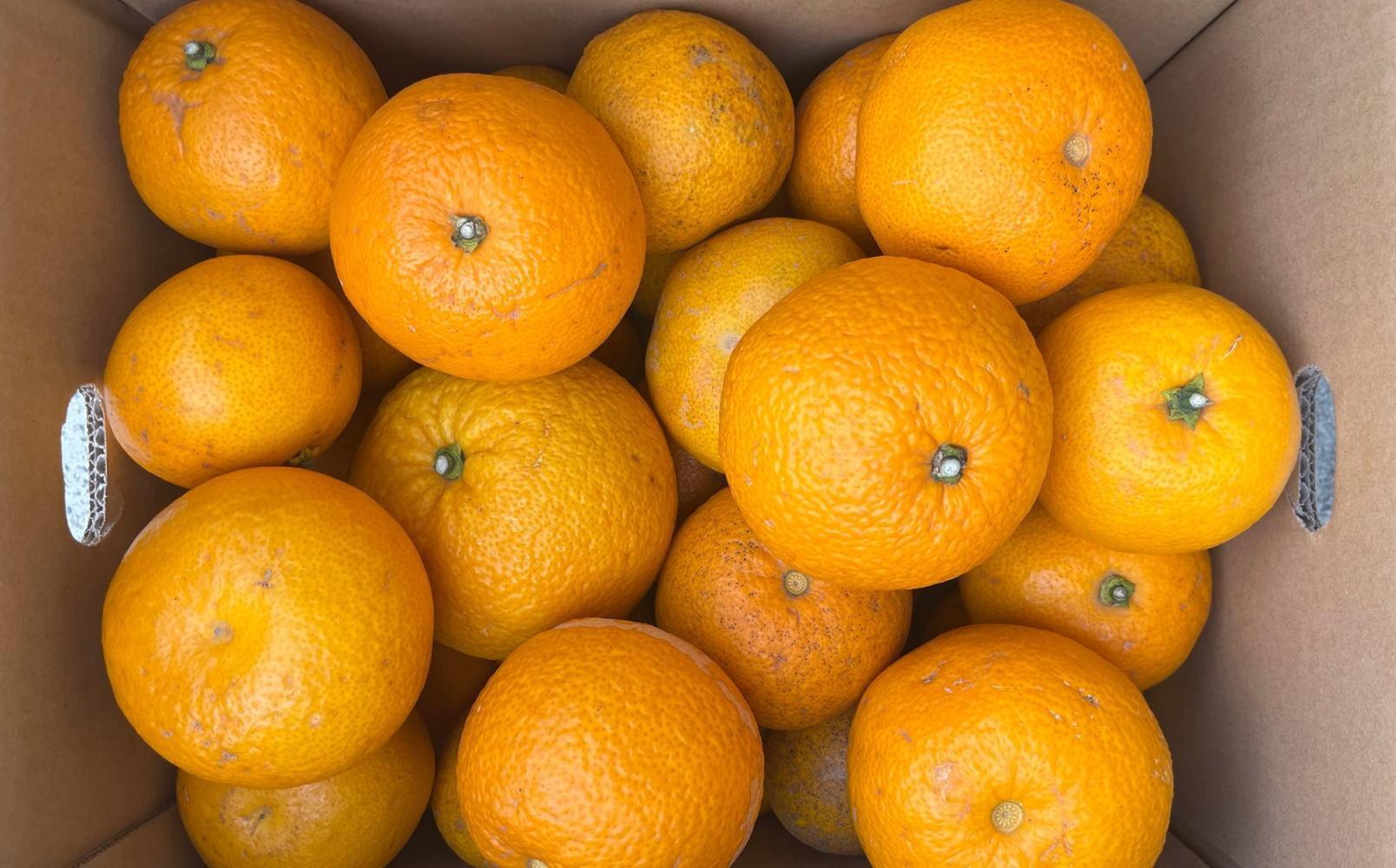 ★2026年3月下旬より発送★ ご家庭用 こだわりの和歌山有田産木成り熟成さつき八朔 約5kg サイズ混合