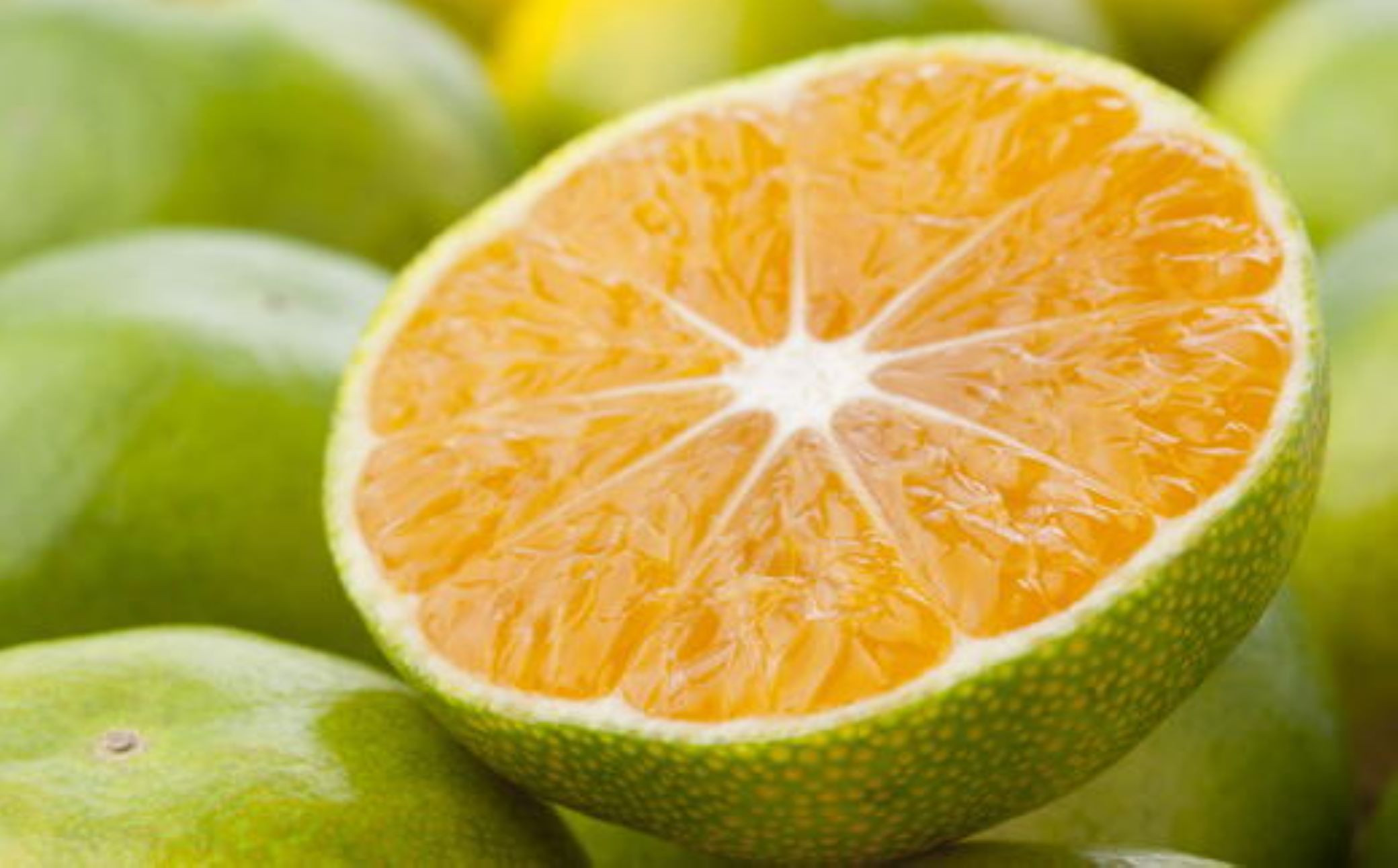 【秀品】有田産極早生みかん約5kg(2S～Lサイズ混合)★2026年10月中旬頃より順次発送