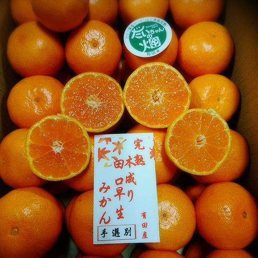 有田みかん  秀品 3kg（箱込み）+痛み保障増量　木成り完熟【贈答用】大ちゃんの畑農園