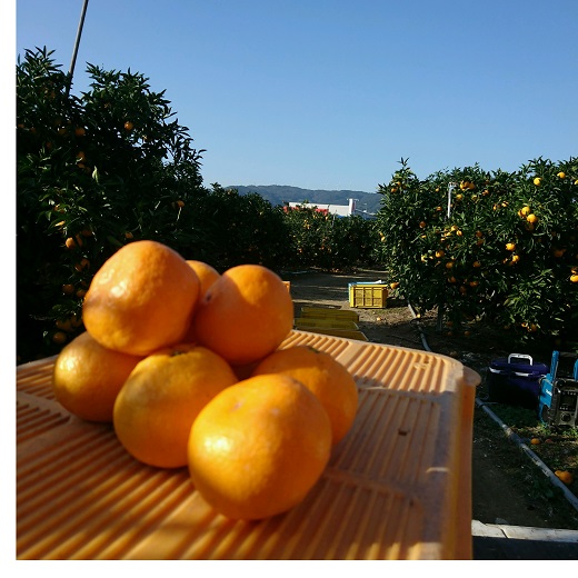 有田みかん 3kg（2S～Sサイズ小玉ちゃん）木成り完熟【ご家庭用】大ちゃんの畑農園