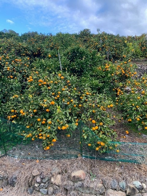 ゆら早生みかん 赤秀品 Мサイズ 5kg