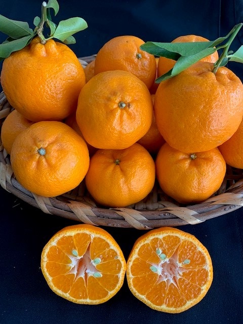 完熟ポンカン 赤秀品 5kg（М・L・2L/サイズ指定不可）