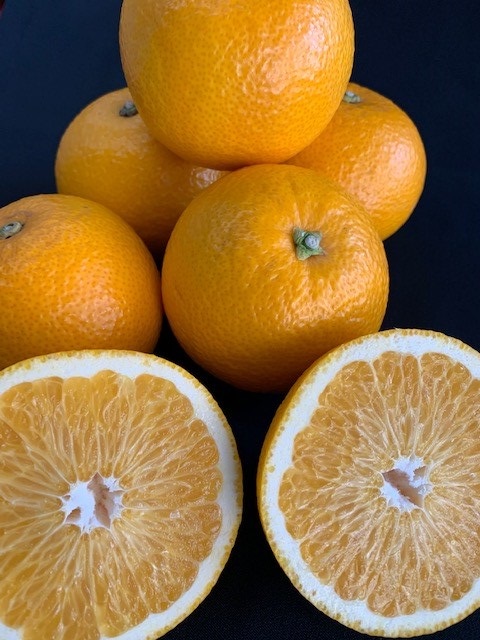 はっさく 赤秀品 約5kg（3L・2L/サイズ指定不可）