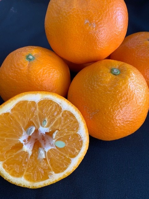 いよかん 赤秀品 5kg（L、2L/サイズ指定不可）