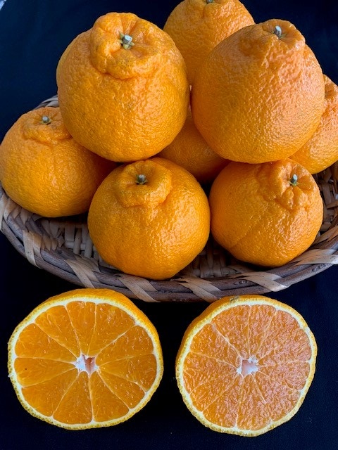 有田の不知火（しらぬい）24~18玉入り