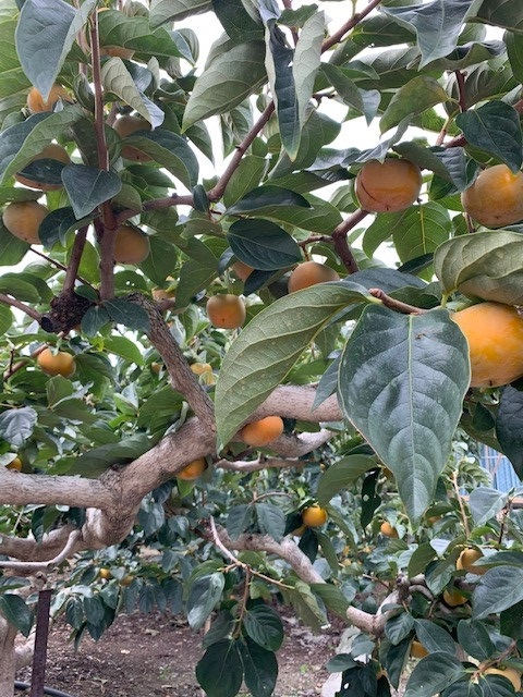 たねなし柿 赤秀品 2Lサイズ 化粧箱（11～12個入）