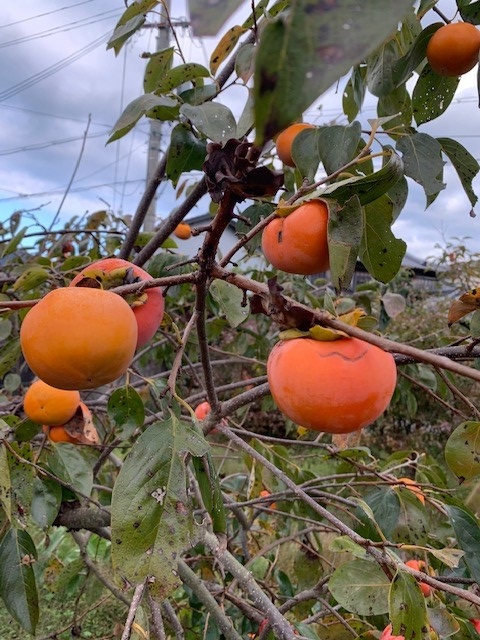 富有柿 赤秀品 2Lサイズ 化粧箱（11個）