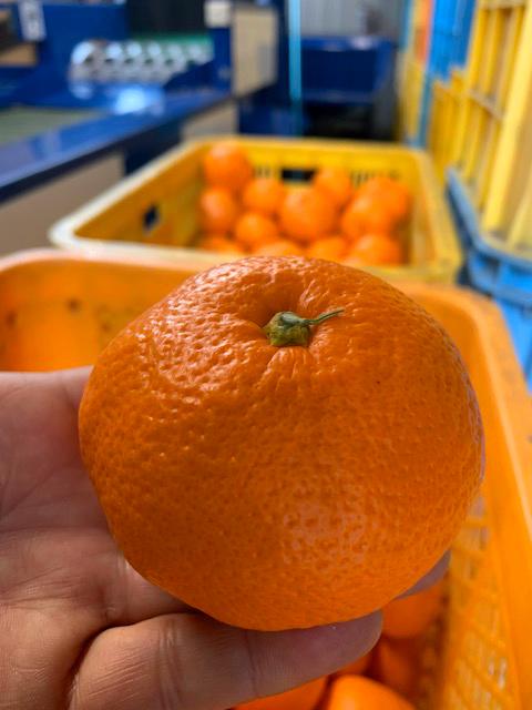 越冬本貯蔵 丹生系みかん（にゅうけい） 約5kg  秀品 2L～3L ［高糖系］［マルシ農園］