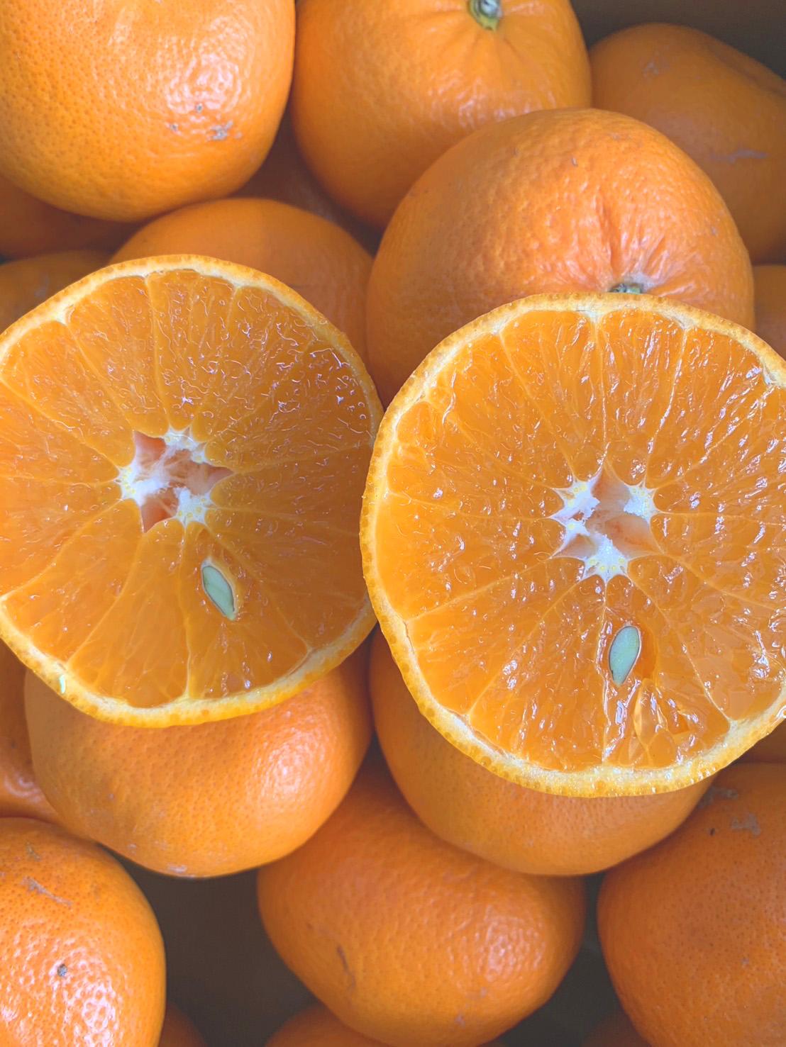 麗紅柑（れいこう）青秀品（家庭用）2S～3Lサイズ 3kg