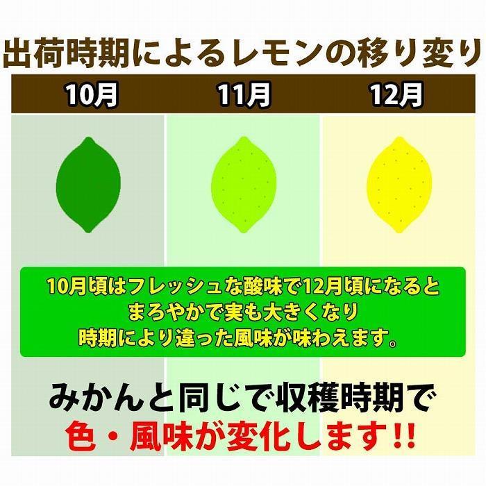 【有田川町】レモン 和歌山県産 訳あり 国産レモン 1500g