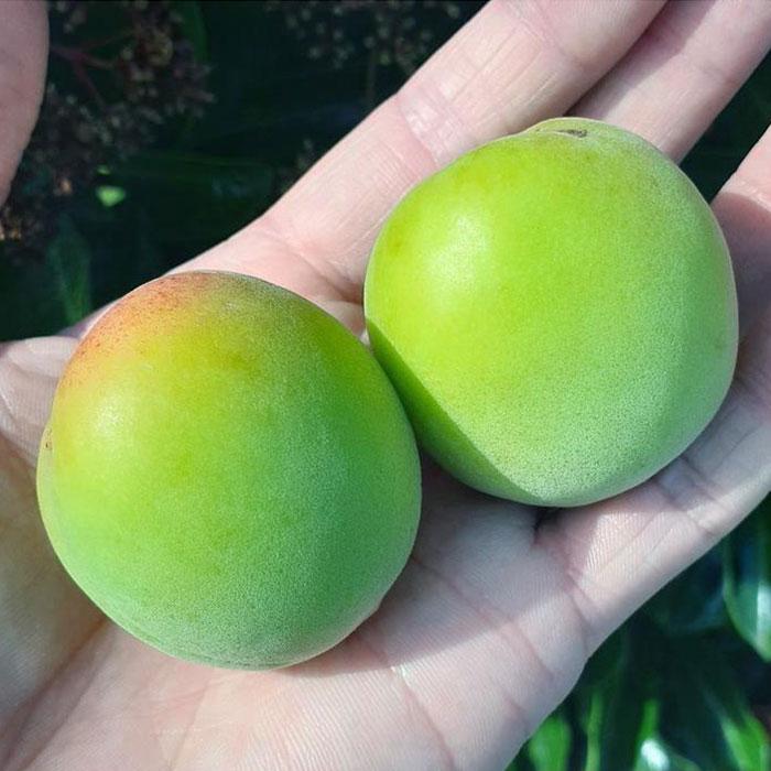 青梅 2.5kg 紀州南高梅 シロップ・梅酒・梅干し用など 和歌山県有田産 訳あり 2026年5月下旬～7月上旬発送予定