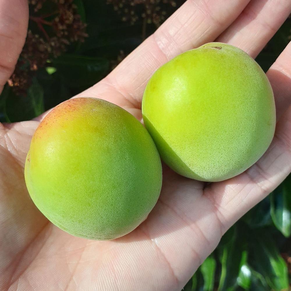 青梅 約3kg 訳あり 紀州南高梅 シロップ・梅酒・梅干し用など 和歌山県有田産 2026年5月下旬～7月上旬発送予定