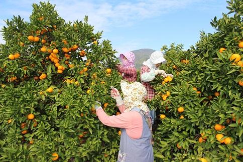 有田みかん 5kg 2Sサイズ 光センサー使用 高糖度