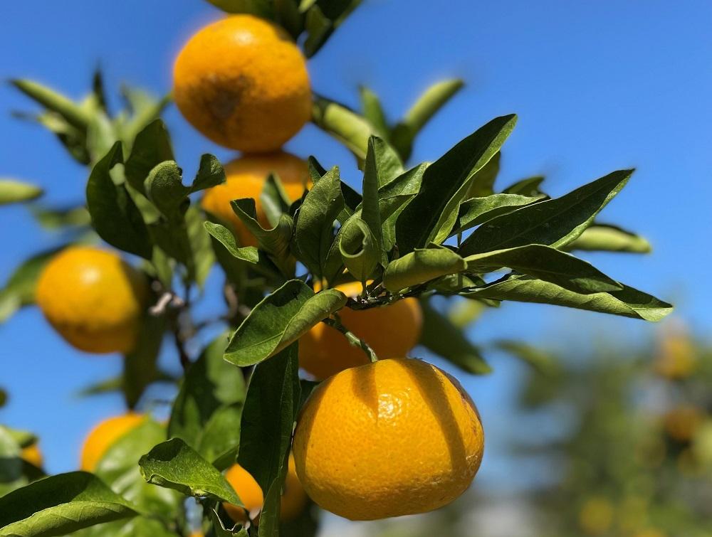 ［秀品・サイズＭ］和歌山有田産！早生みかん≪10kg≫［予約販売］［数量限定］まる隆果樹園