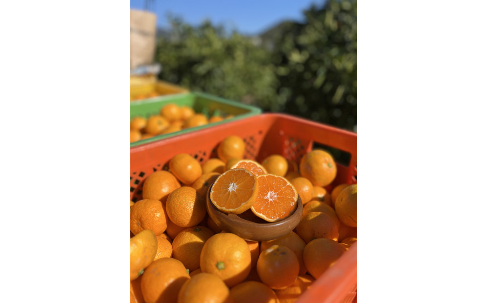 有田みかん LL 5kg 贈答用 乳酸菌栽培