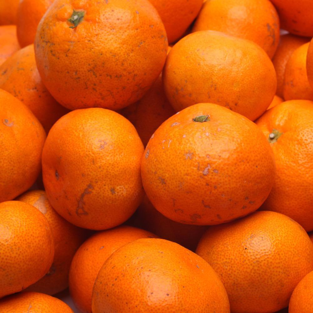 家庭用 完熟有田みかん1kg+250g（傷み補償分）