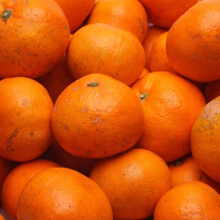 家庭用 熟成みかん2.5kg+250g（傷み補償分）