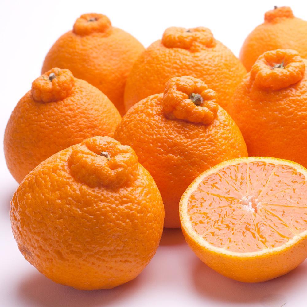 ［先行予約］厳選 不知火1kg+250g（傷み補償分）［デコポンと同品種・人気の春みかん］