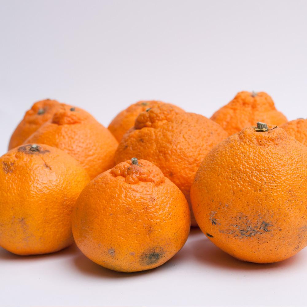 ［先行予約］家庭用 不知火1kg+250g（傷み補償分）［デコポンと同品種・人気の春みかん］［わけあり・訳あり］