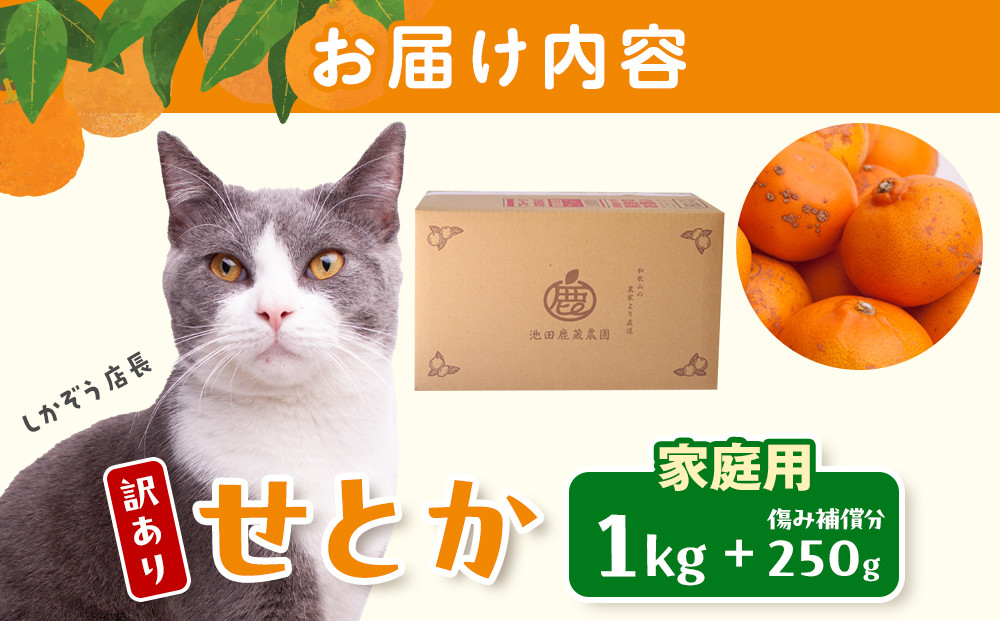 ［先行予約］家庭用 せとか1kg+250g（傷み補償分）［柑橘・春みかんの王様］［わけあり・訳あり］［光センサー選果・食べ頃出荷］［IKE118w］