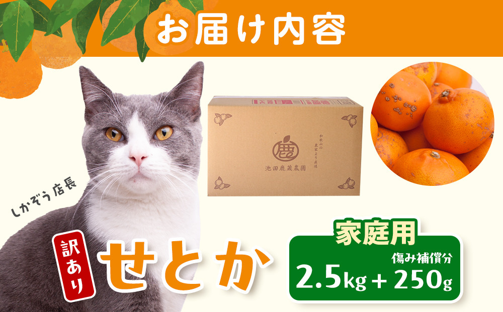 ［先行予約］家庭用 せとか2.5kg+250g（傷み補償分）［柑橘・春みかんの王様］［わけあり・訳あり］［光センサー選果・食べ頃出荷］［IKE62w］