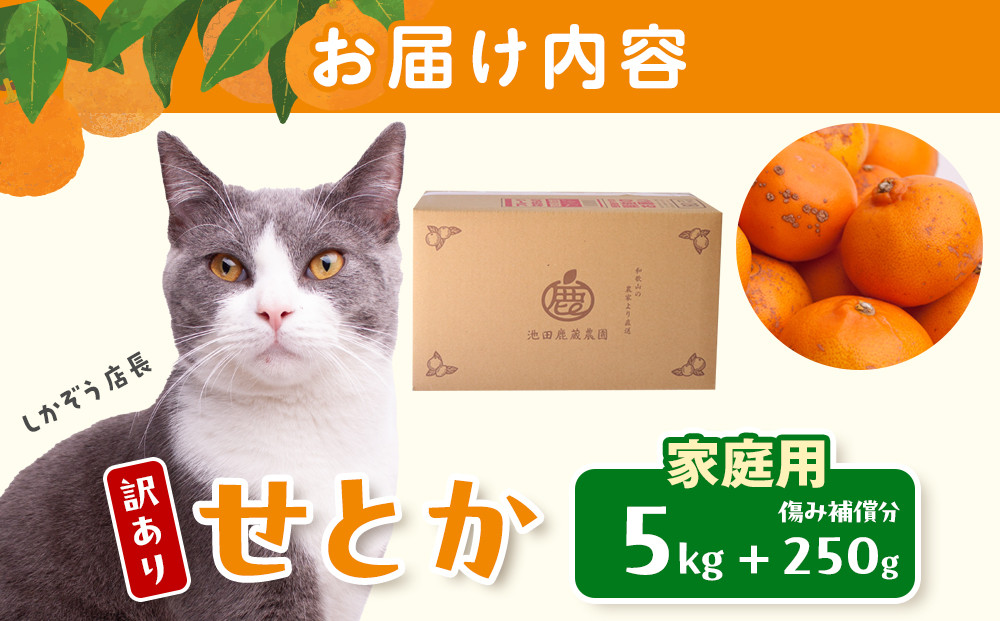 ［先行予約］家庭用 せとか5kg+250g（傷み補償分）［柑橘・春みかんの王様］［わけあり・訳あり］［光センサー選果・食べ頃出荷］［IKE63w］