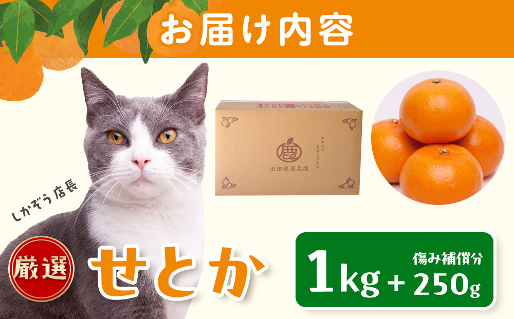 ［先行予約］厳選 せとか1kg+250g（傷み補償分）［柑橘・春みかんの王様］［光センサー選果・食べ頃出荷］［IKE60w］