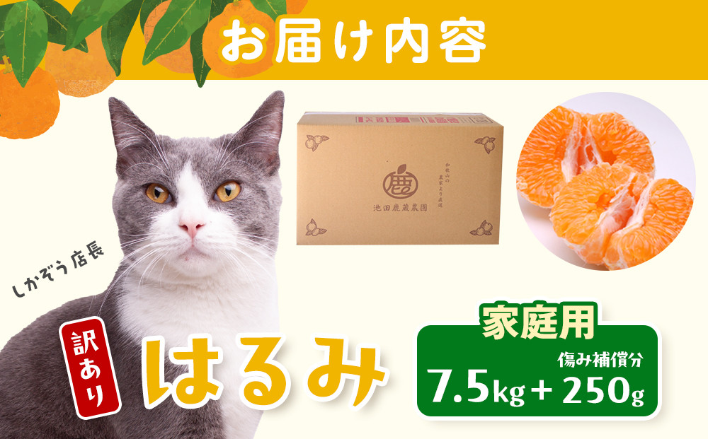 ［先行予約］家庭用 はるみ7.5kg+250g（傷み補償分）［デコポンの姉妹品種・新食感春みかん］［わけあり・訳あり］