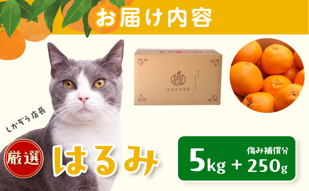 ［先行予約］厳選 はるみ5kg+250g（傷み補償分）［デコポンの姉妹品種・新食感春みかん］