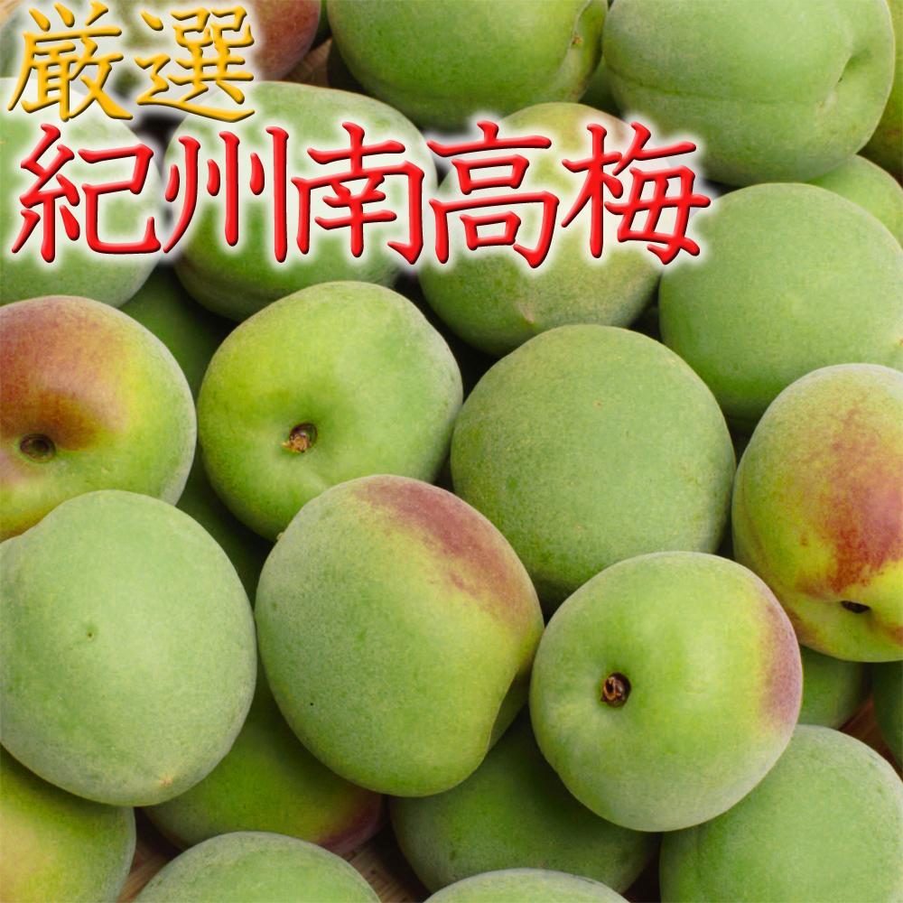 ＜6月発送＞ 厳選 青梅1.2kg+36g（傷み補償分）和歌山産　梅干し 梅酒 梅ジュース