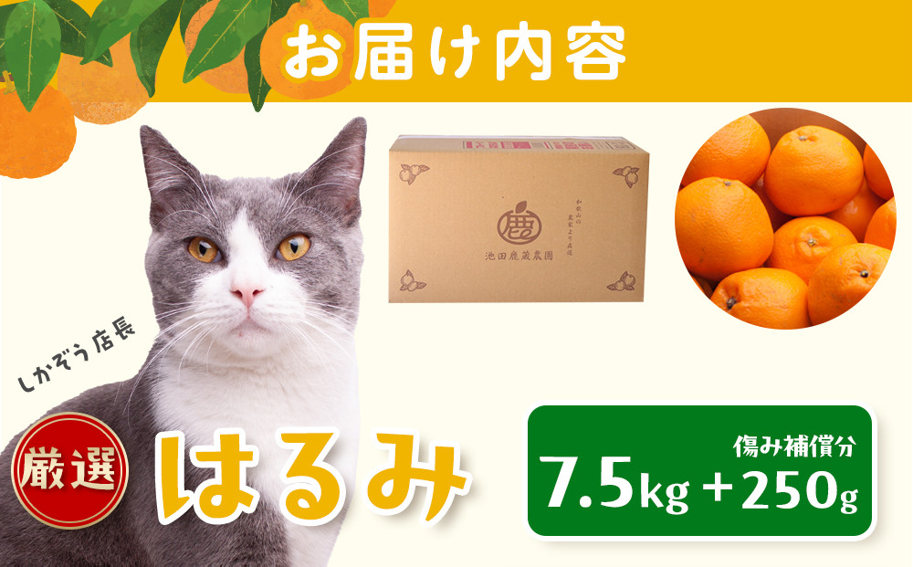 ［先行予約］厳選 はるみ7.5kg+250g（傷み補償分）［デコポンの姉妹品種・新食感春みかん］