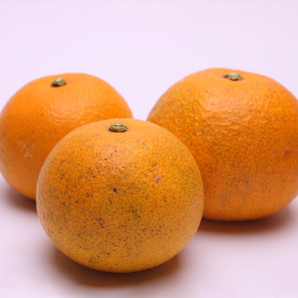 ［先行予約］家庭用 樹上完熟はっさく1.5kg+250g（傷み補償分）［有田の春みかん・五月八朔・木生りはっさく］［光センサー選別］［訳あり・わけあり］