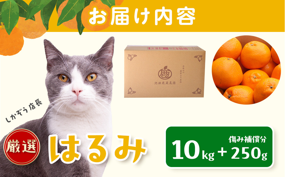 ［先行予約］厳選 はるみ10kg+250g（傷み補償分）［デコポンの姉妹品種・新食感春みかん］