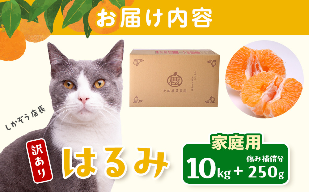 ［先行予約］家庭用 はるみ10kg+250g（傷み補償分）［デコポンの姉妹品種・新食感春みかん］［わけあり・訳あり］