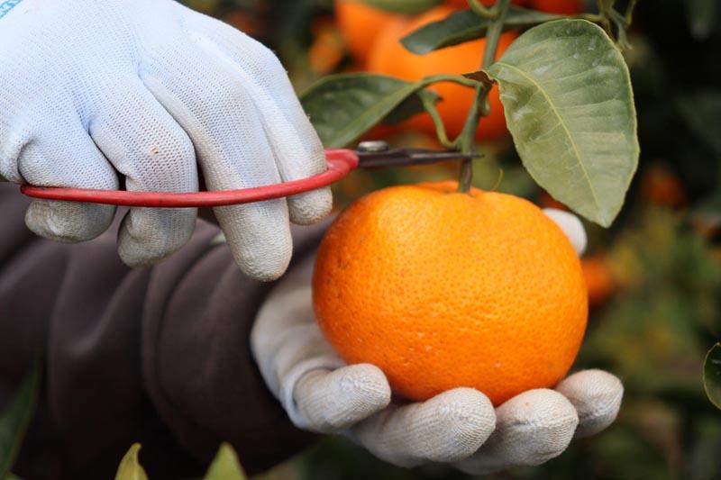 12/23までにご入金確認分は年内発送確定！きれいな温州みかん 寄贈用にお勧め 箱込み 5kg (Sサイズ指定)