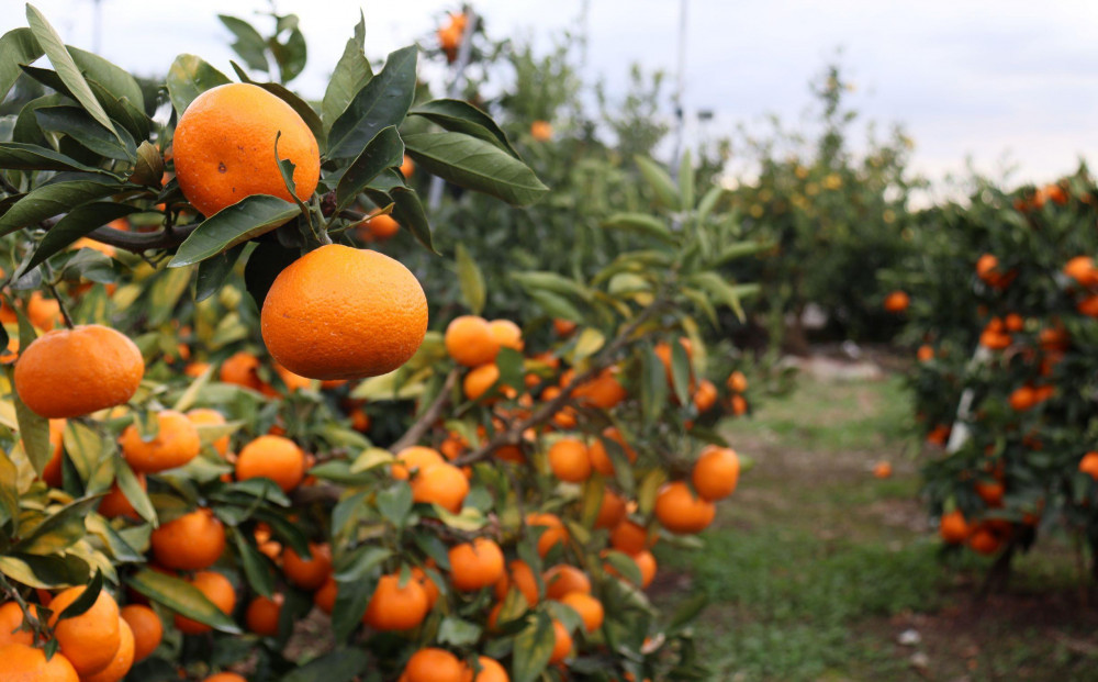 12/24までにご入金確認分は年内発送確定！きれいな温州みかん 寄贈用にお勧め 箱込み 約20kg (S～Lサイズ混合)