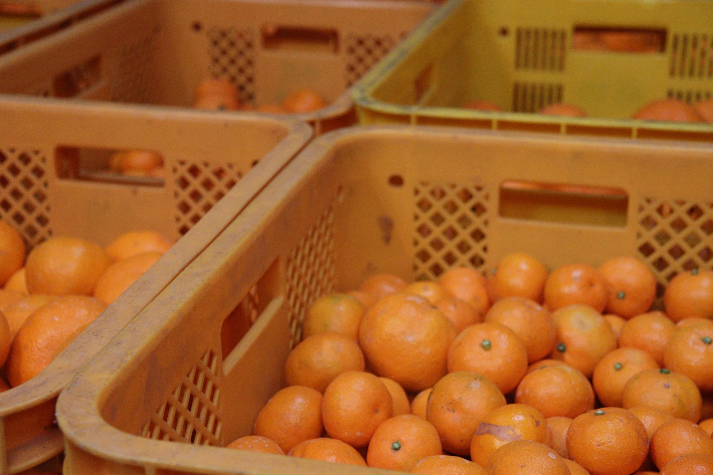 数量限定 有田みかんの産地から届く 果汁100％！ 搾りたての柑橘ジュース 180ml×24本