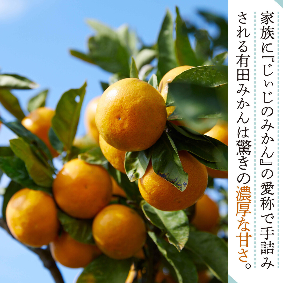 和歌山県有田みかん じぃじのみかん 約5kg