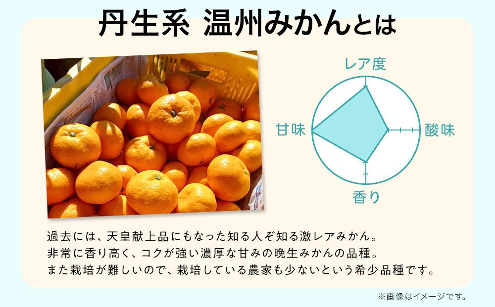 先行予約希少品種 丹生系 温州みかん 約10kg （約5kg×2箱） 秀・優混合 サイズ混合 2026年2月中旬頃発送