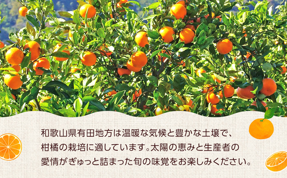 ［先行予約］ご家庭用 極早生 有田みかん 約2kg 2S～Lサイズ混合