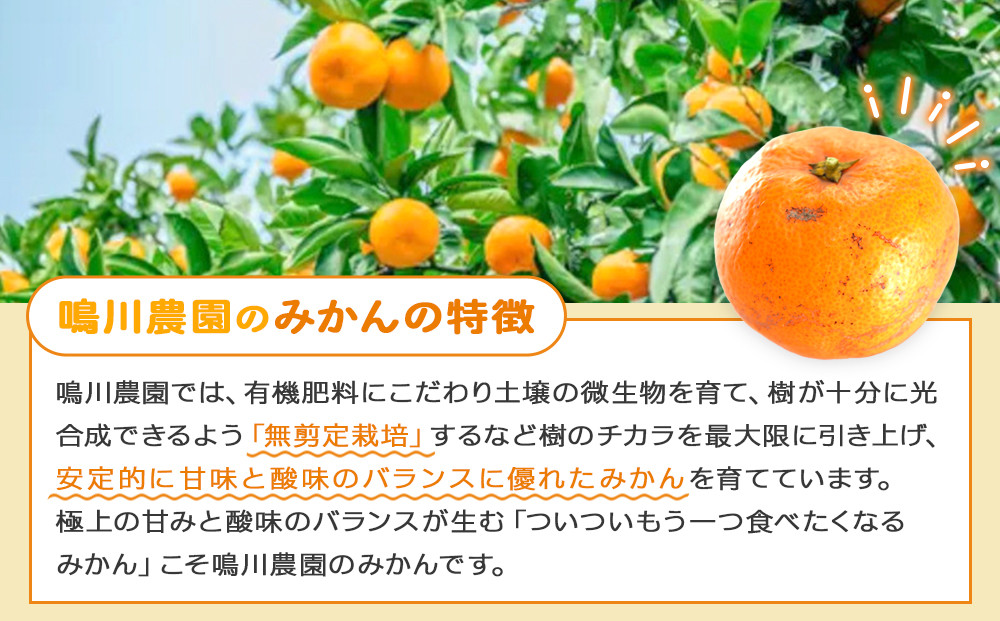 手が止まらない 訳あり 有田みかん 約3kg 大きさ無選別（2S〜3L） 糖度11度以上 鳴川農園 　［2026年11月以降発送予定］