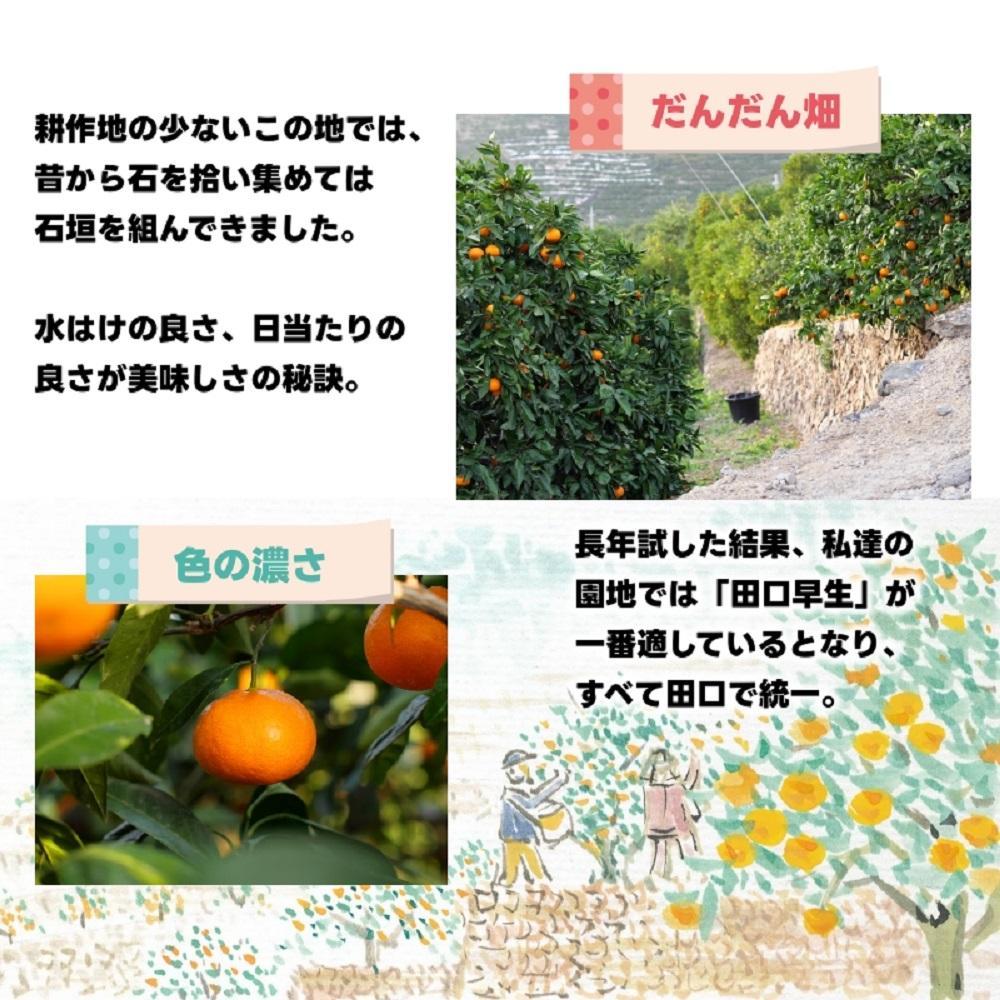 有田みかん しにせの味 約5kg S～2Lのいずれか 秀品または優品