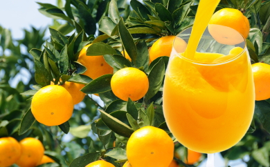 有田みかん果汁100％　無添加ストレートジュース（720ml×2本セット）