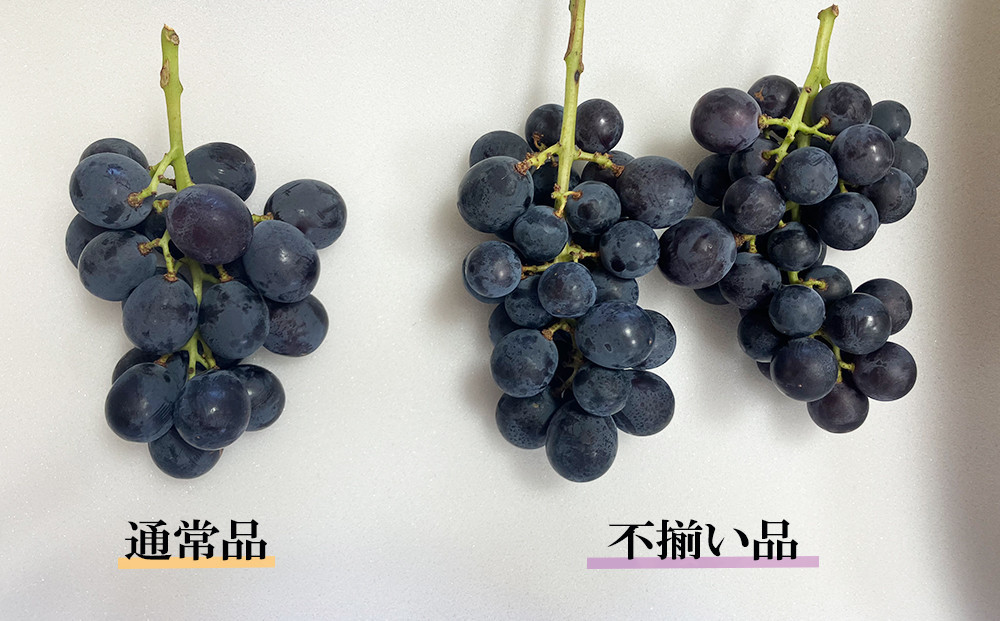 数量限定 訳あり 不揃い 有田産 巨峰 約 2kg 有田 巨峰村 森下農園 ぶどう 送料無料 フルーツ