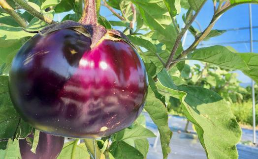 【産地直送】採れたて新鮮園主おすすめ季節の野菜セット