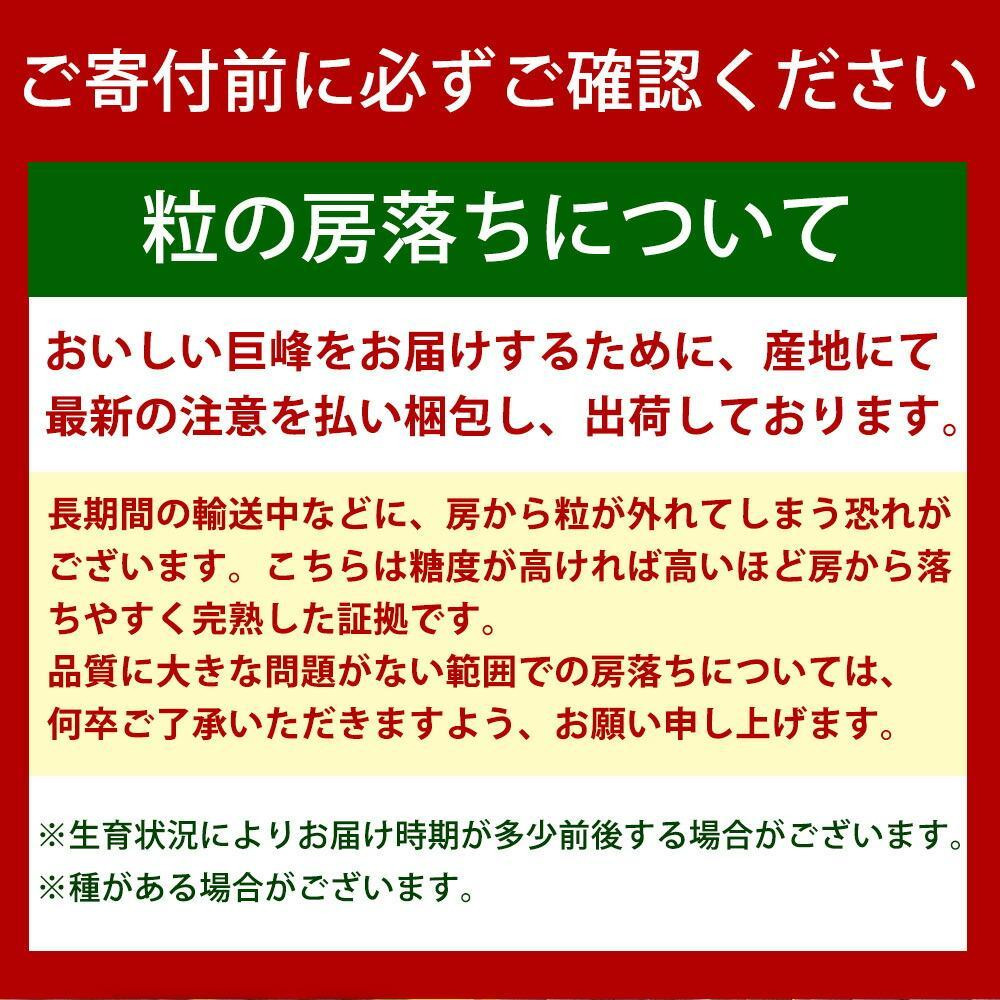 【2・8・9・12月 全4回】紀州産 巨峰とフルーツ定期便（巨峰・梨・みかん・不知火） 【魚鶴商店】