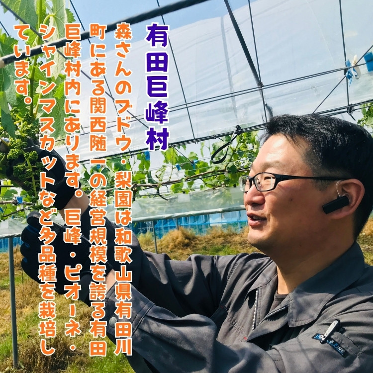 有田の 樹上 成熟 梨 農家直送 南水 梨 約2kg［2026年・先行予約］