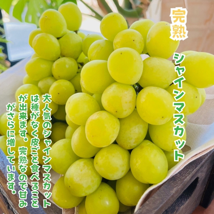 ［先行予約・2026年発送］朝採れ完熟シャインマスカットと和梨 贅沢セット 約3kg