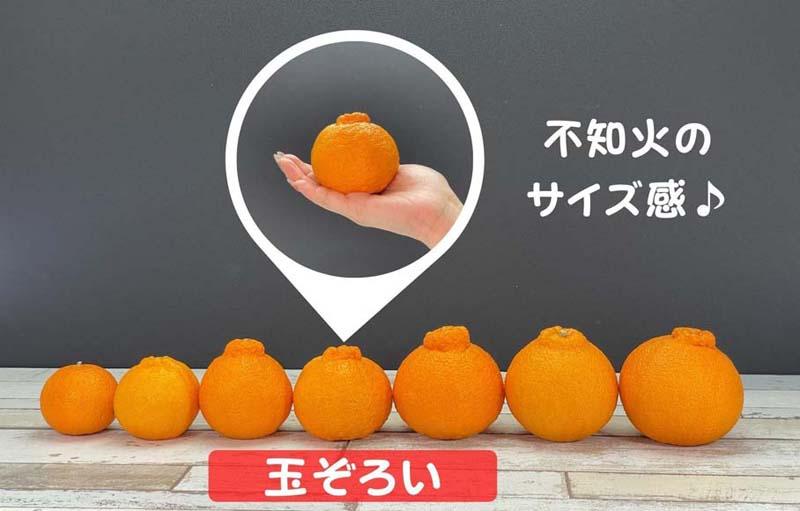 不知火 (しらぬい) 秀品 玉ぞろい 箱込 7.5kg (内容量約6.8kg)  和歌山県産 産地直送［みかんの会］