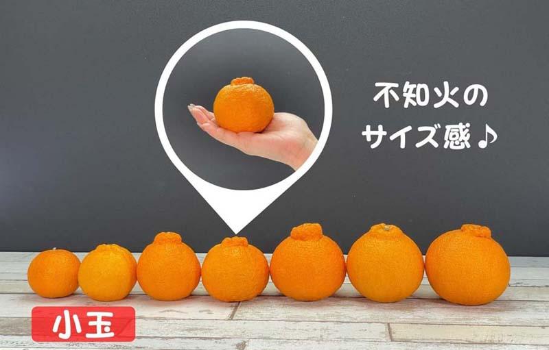 不知火 とにかく 小玉 箱込 5kg(内容量約 4.4kg) 秀優品混合 和歌山県産 産地直送［みかんの会］